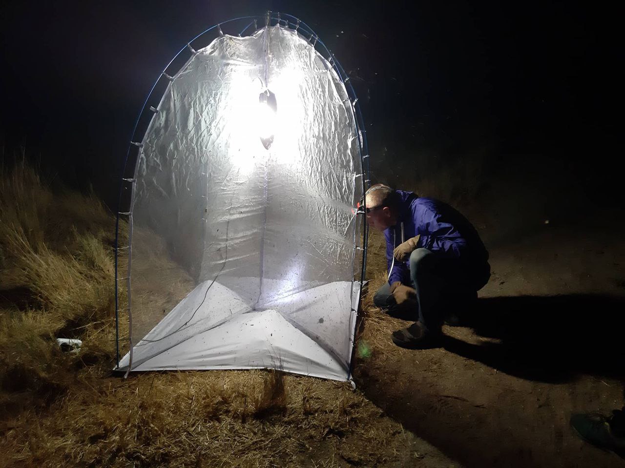 Чому в Україні зникають бджоли і де зимують мухи: інтерв'ю з ентомологом